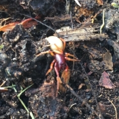 Dysdera crocata at O'Connor, ACT - 25 Aug 2019 11:15 AM