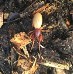 Dysdera crocata at O'Connor, ACT - 25 Aug 2019 11:15 AM