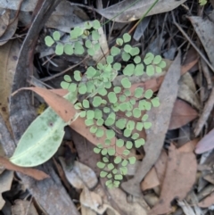 Adiantum aethiopicum (Common Maidenhair Fern) at Bargo, NSW - 25 Aug 2019 by Margot