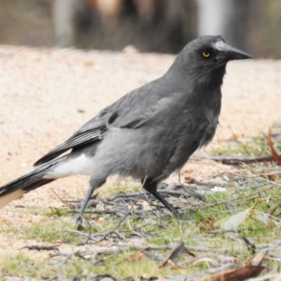 Strepera versicolor (Grey Currawong) at Rendezvous Creek, ACT - 25 Aug 2019 by JohnBundock