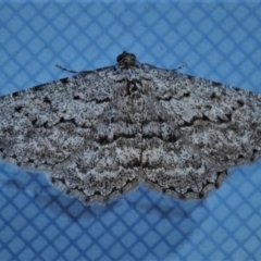 Psilosticha (genus) (A wave moth) at Wanniassa, ACT - 23 Aug 2019 by JohnBundock