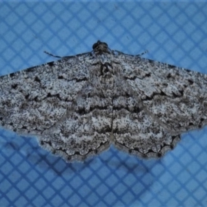 Psilosticha (genus) at Wanniassa, ACT - 24 Aug 2019