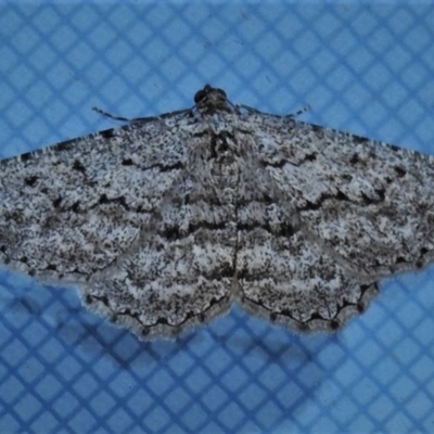 Psilosticha (genus) (A wave moth) at Wanniassa, ACT - 23 Aug 2019 by JohnBundock