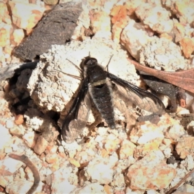 Aleucosia sp. (genus) (Bee Fly) at Rendezvous Creek, ACT - 25 Aug 2019 by JohnBundock