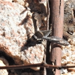 Aleucosia sp. (genus) at Rendezvous Creek, ACT - 25 Aug 2019 12:56 PM