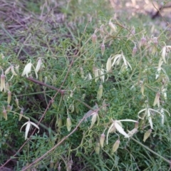 Clematis leptophylla (Small-leaf Clematis, Old Man's Beard) at Hughes, ACT - 25 Aug 2019 by JackyF
