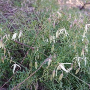 Clematis leptophylla at Hughes, ACT - 25 Aug 2019 04:18 PM