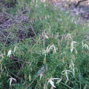 Clematis leptophylla at Hughes, ACT - 25 Aug 2019 04:18 PM