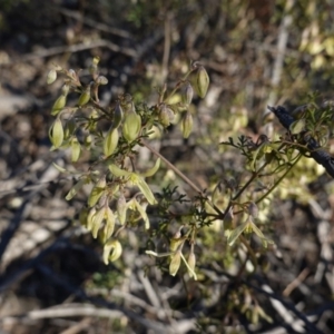 Clematis leptophylla at Hughes, ACT - 25 Aug 2019