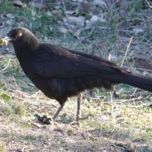 Corcorax melanorhamphos at Hughes, ACT - 25 Aug 2019