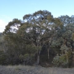 Eucalyptus bridgesiana (Apple Box) at Rugosa - 25 Aug 2019 by SenexRugosus