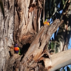 Trichoglossus moluccanus (Rainbow Lorikeet) at Hughes, ACT - 25 Aug 2019 by JackyF