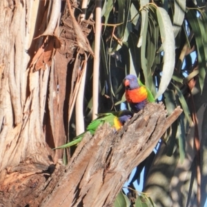 Trichoglossus moluccanus at Hughes, ACT - 25 Aug 2019