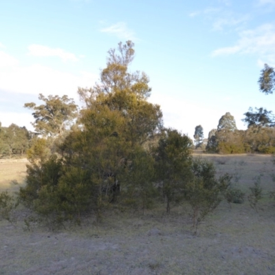 Acacia decurrens (Green Wattle) at Rugosa - 26 Aug 2019 by SenexRugosus