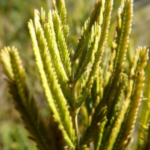 Acacia decurrens at Yass River, NSW - 26 Aug 2019