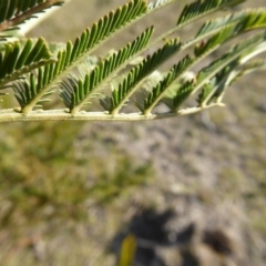 Acacia decurrens at Yass River, NSW - 26 Aug 2019