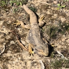 Pogona barbata (Eastern Bearded Dragon) at GG38 - 24 Aug 2019 by JackyF