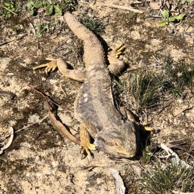 Pogona barbata (Eastern Bearded Dragon) at GG38 - 24 Aug 2019 by JackyF