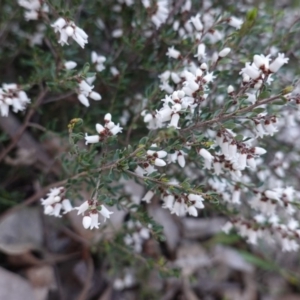 Cryptandra amara at Hughes, ACT - 25 Aug 2019 05:17 PM