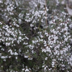 Cryptandra amara at Hughes, ACT - 25 Aug 2019 05:17 PM