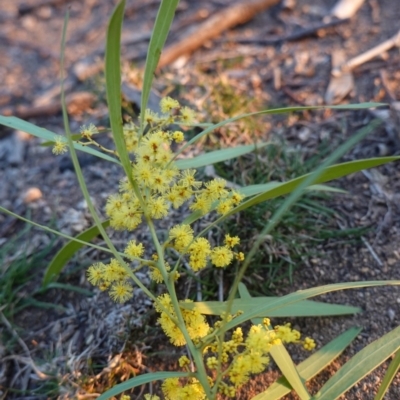 Acacia rubida (Red-stemmed Wattle, Red-leaved Wattle) at Hughes, ACT - 26 Aug 2019 by JackyF