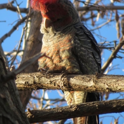 Callocephalon fimbriatum (Gang-gang Cockatoo) at Kingston, ACT - 24 Jul 2019 by RobParnell