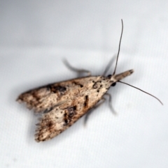Carposina (genus) (A Fruitworm moth) at O'Connor, ACT - 19 Nov 2018 by ibaird