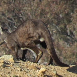 Osphranter robustus robustus at Tralee, NSW - 25 Aug 2019