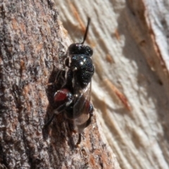 Chalcididae (family) (Unidentified chalcid wasp) at Symonston, ACT - 25 Aug 2019 by rawshorty