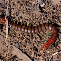 Cormocephalus aurantiipes (Orange-legged Centipede) at Woodstock Nature Reserve - 25 Aug 2019 by Kurt