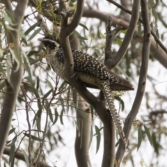 Eudynamys orientalis (Pacific Koel) at Michelago, NSW - 12 Jan 2019 by Illilanga