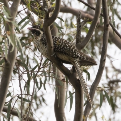 Eudynamys orientalis (Pacific Koel) at Michelago, NSW - 12 Jan 2019 by Illilanga