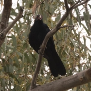 Eudynamys orientalis at Michelago, NSW - 12 Jan 2019