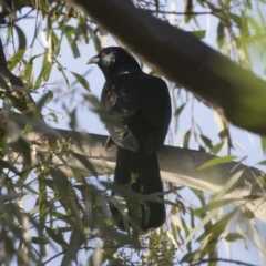 Eudynamys orientalis (Pacific Koel) at Michelago, NSW - 3 Jan 2019 by Illilanga