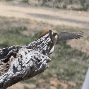 Falco cenchroides at Michelago, NSW - 12 Nov 2018 11:33 AM