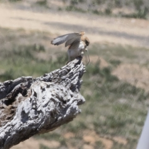 Falco cenchroides at Michelago, NSW - 12 Nov 2018 11:33 AM