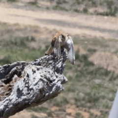 Falco cenchroides at Michelago, NSW - 12 Nov 2018 11:33 AM