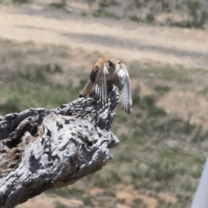 Falco cenchroides at Michelago, NSW - 12 Nov 2018 11:33 AM