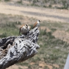 Falco cenchroides at Michelago, NSW - 12 Nov 2018 11:33 AM