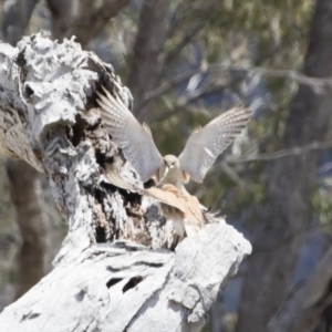 Falco cenchroides at Michelago, NSW - 25 Nov 2018 11:51 AM