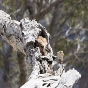 Falco cenchroides at Michelago, NSW - 25 Nov 2018 11:51 AM