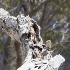 Falco cenchroides at Michelago, NSW - 25 Nov 2018 11:51 AM