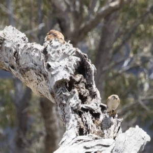 Falco cenchroides at Michelago, NSW - 25 Nov 2018 11:51 AM