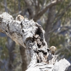 Falco cenchroides at Michelago, NSW - 25 Nov 2018 11:51 AM