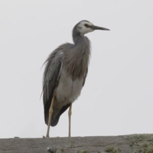 Egretta novaehollandiae at Michelago, NSW - 17 Dec 2017