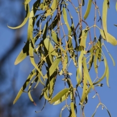 Amyema miquelii (Box Mistletoe) at Michelago, NSW - 24 Dec 2018 by Illilanga