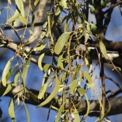 Amyema miquelii at Illilanga & Baroona - 24 Dec 2018