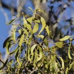 Amyema miquelii at Illilanga & Baroona - 24 Dec 2018