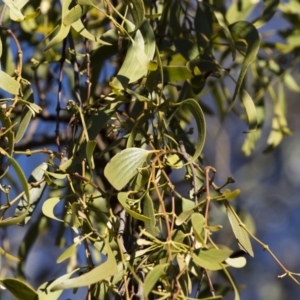 Amyema miquelii at Illilanga & Baroona - 24 Dec 2018 06:05 AM