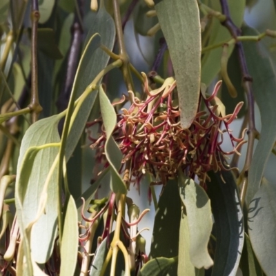 Amyema miquelii (Box Mistletoe) at Michelago, NSW - 22 Feb 2019 by Illilanga